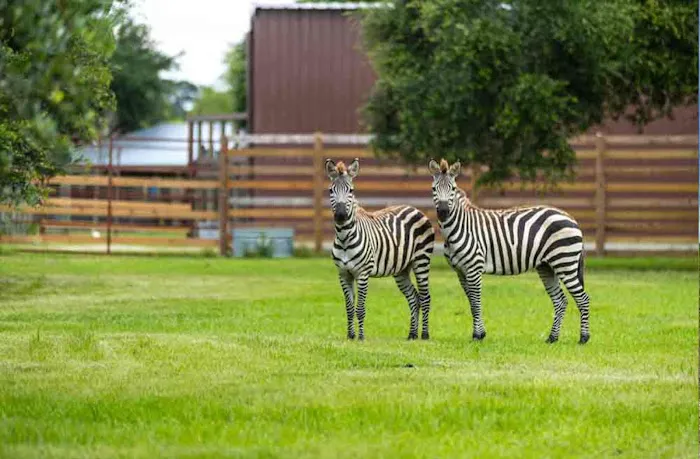 Wild Adventures Safari Campground 5