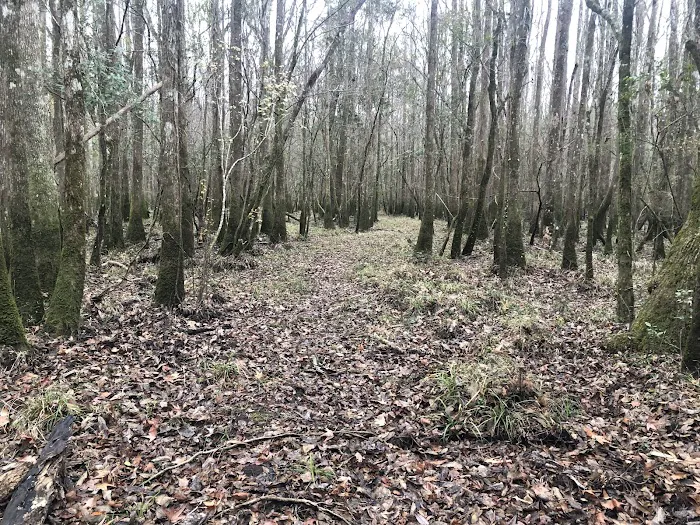 Piney Creek Landing Campground 9