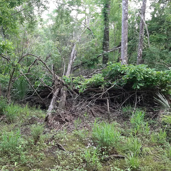 Piney Creek Landing Campground 7