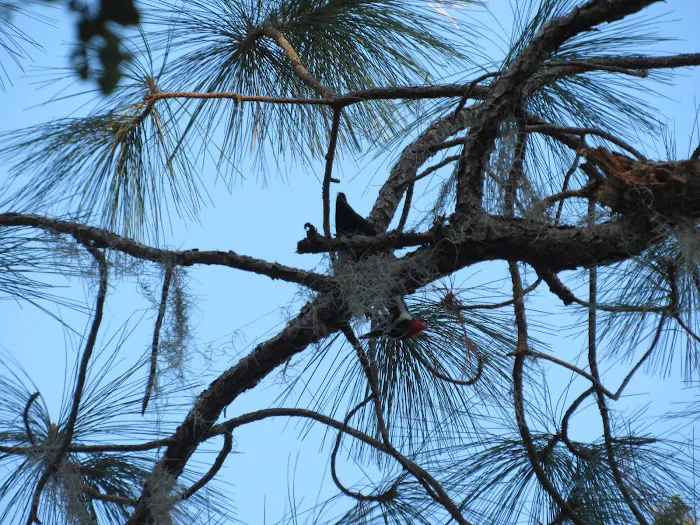 Olustee, FL. Hog Pen Landing 2