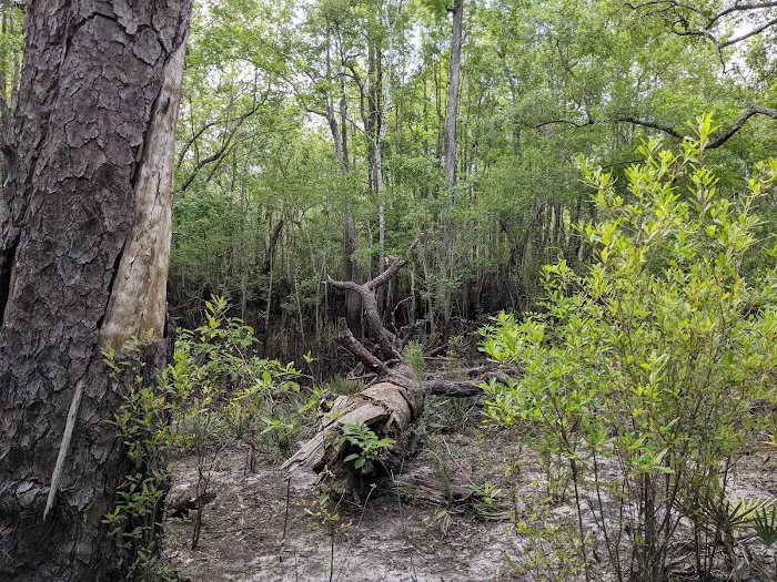 Big Gully Landing Campground 3