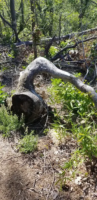Bluff Rock 9