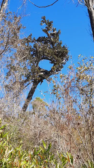 Bluff Rock 6