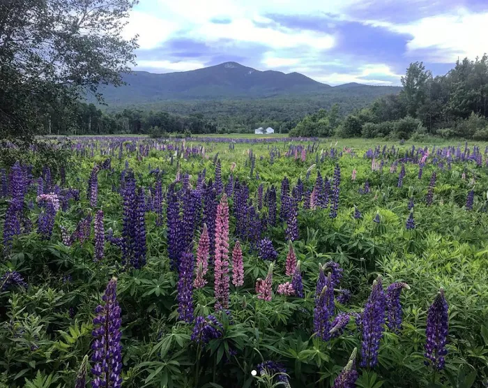 Sacred Nectar Sanctuary 5
