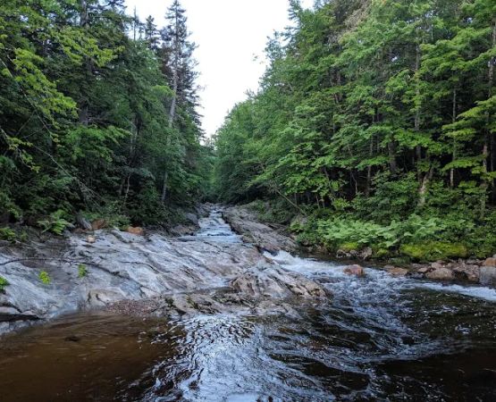 Spruce Brook Tent Site