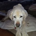 ROCKY ROAD CAMPGROUND INC.