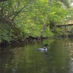 Tenny Campsite Camp William Hinds