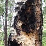 Crocker Pond Campground