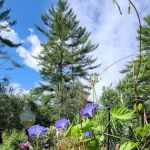 Mountain Pines Campground