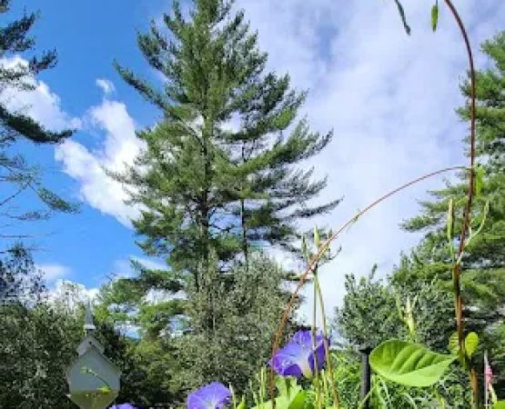 Mountain Pines Campground