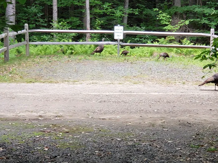 Mt Sunapee State Park Campground 9