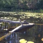 Beaver Pond Campground