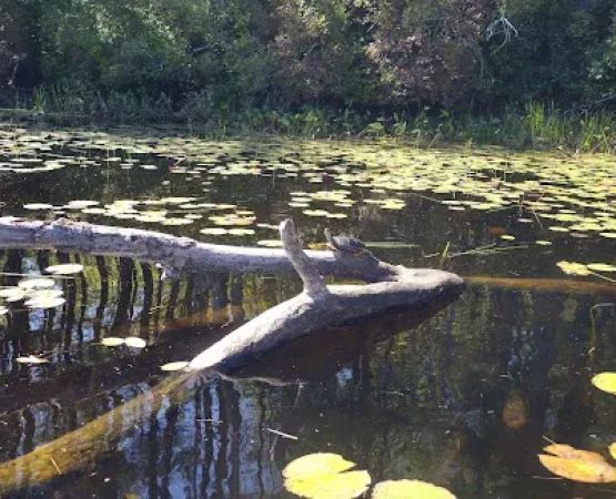 Beaver Pond Campground