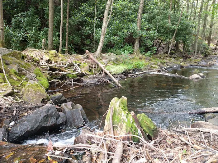 Hickory Run State Park Campground 6
