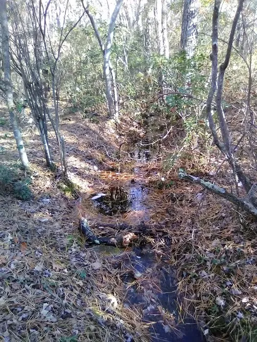 Buttonwood Hill Campsite 5