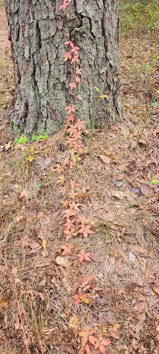 Buttonwood Hill Campsite 3