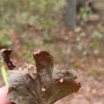 Buttonwood Hill Campsite