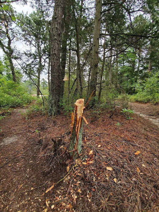 Bodine Field Campground 7