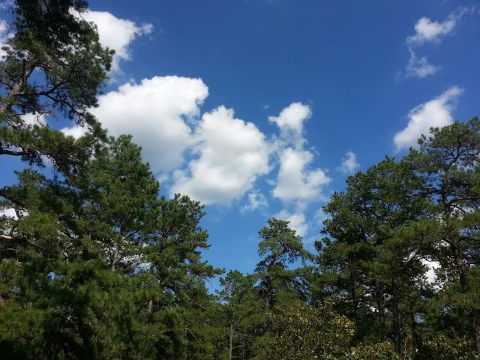 Bodine Field Campground 9