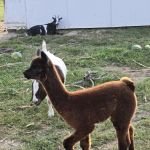 Hip Camp At Bellview Farm