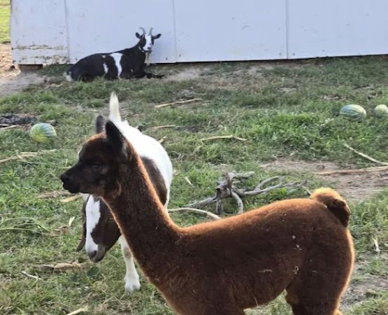 Hip Camp At Bellview Farm