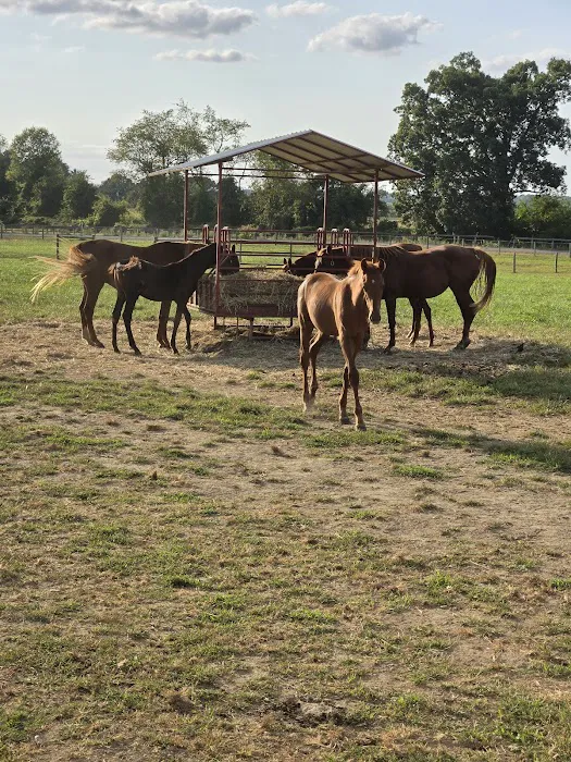 Hip Camp At Bellview Farm 1