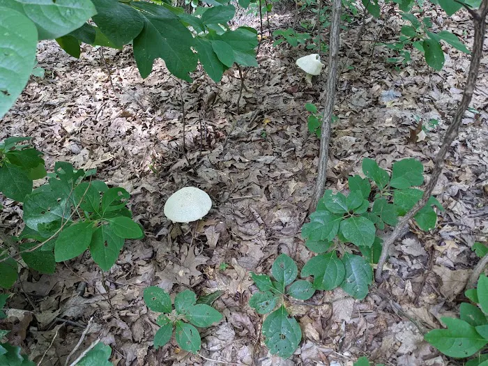Codorus State Park Campground 9