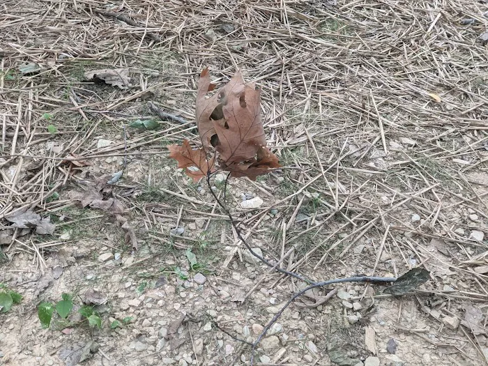 Codorus State Park Campground 4
