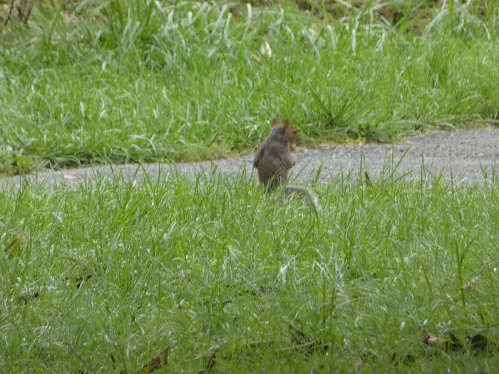 Gifford Pinchot State Park Campground 9