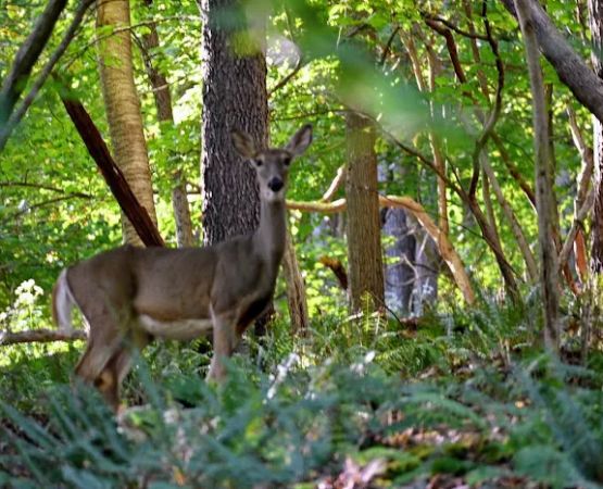 Uncle John's Campground