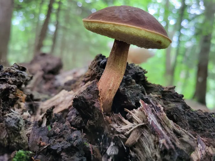 Mohican State Park - Backpack Campsite #10 1