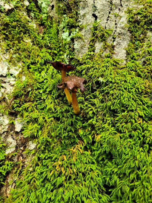 Mohican State Park - Backpack Campsite #10 4