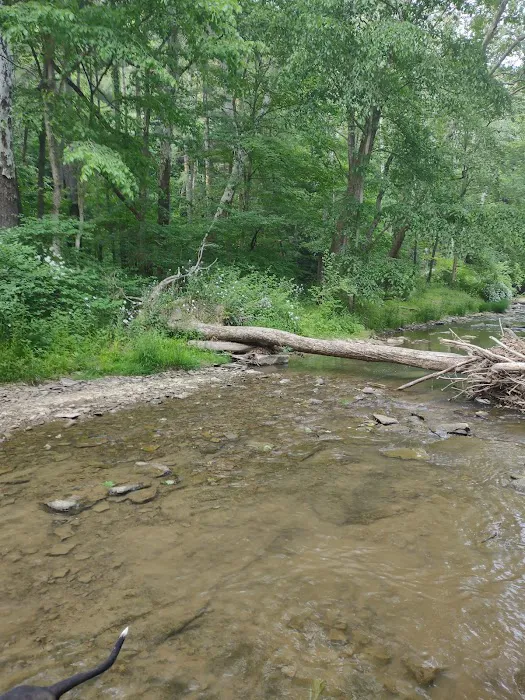 Mohican State Park - Backpack Campsite #10 6