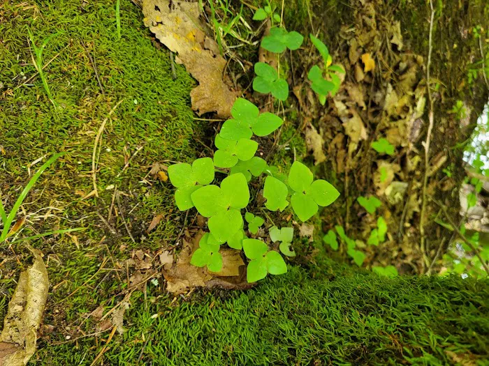 Mohican State Park - Backpack Campsite #10 8