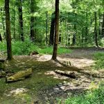 Mohican State Park - Backpack Campsite #8
