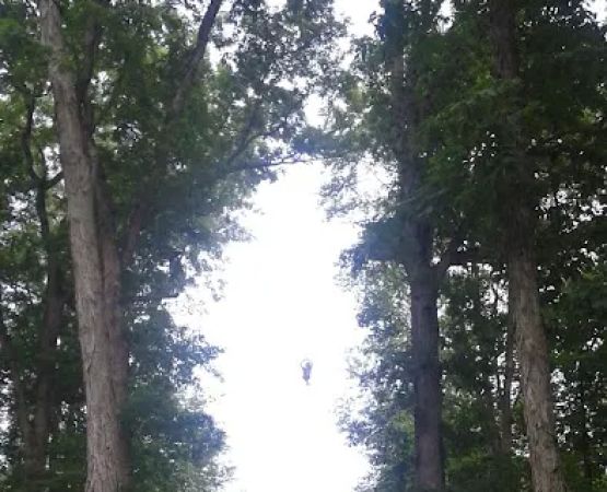 Wood's Tall Timber Resort