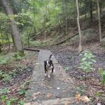 Mohican-Memorial State Forest - Backpack Campsite #3