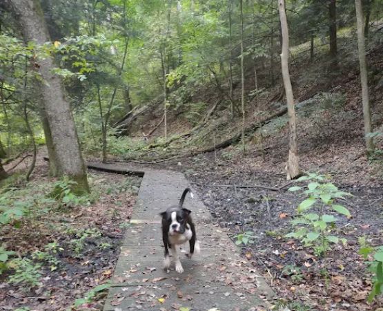 Mohican-Memorial State Forest - Backpack Campsite #3