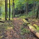 Mohican State Park - Backpack Campsite #2