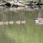 Findley State Park Campground