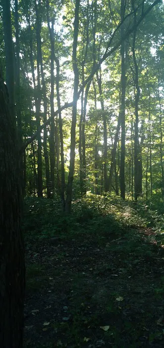 Tomlinson Run State Park Campground 9