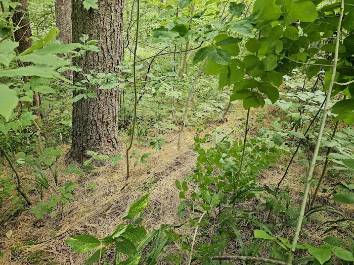 Burr Oak Cove Campground 6