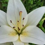 Breakneck Campground