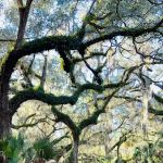 Cow Camp at Lake Kissimmee State Park