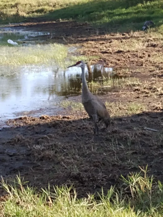 Wickham Park Campground 6