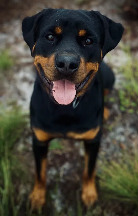 Camp Rottweiler Row 0