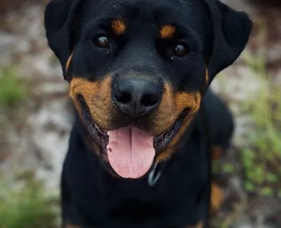 Camp Rottweiler Row