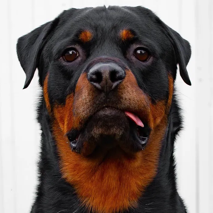 Camp Rottweiler Row 4