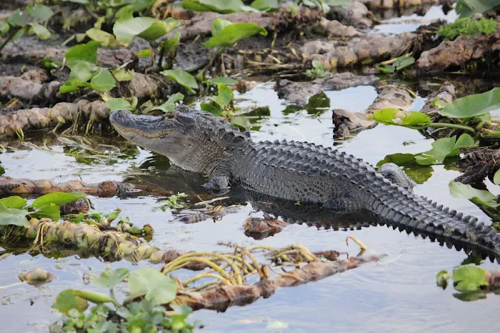 Grape Hammock Fish Camp & Airboat Rides 4