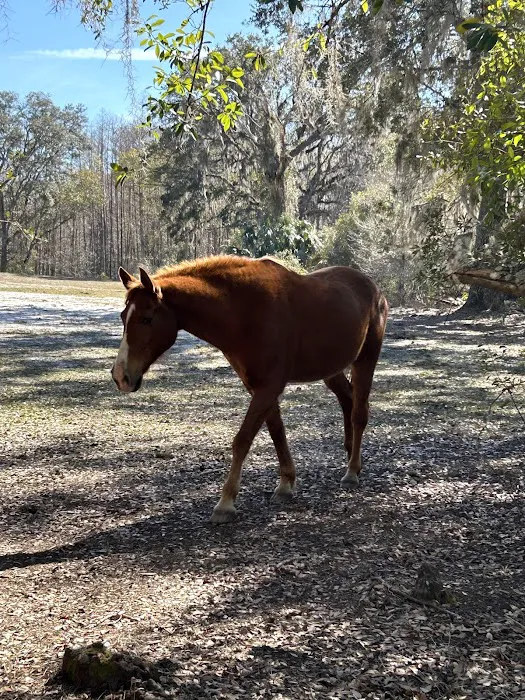 Lucky U Ranch 8